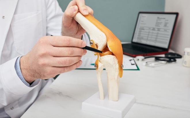 Traumatologist pointing pen to meniscus in a knee-joint anatomical teaching model, close-up. Human torn meniscus treatment concept